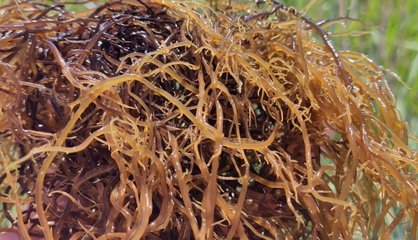 Pacific coastal waters for sustainable seaweed harvesting